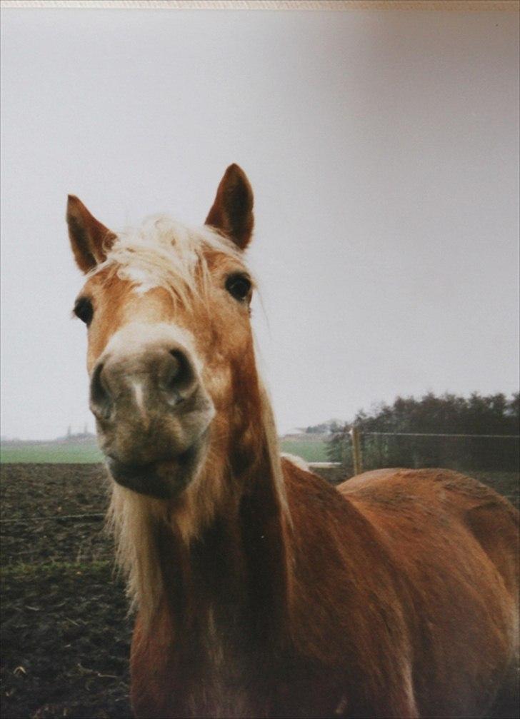 Haflinger Marco  billede 9