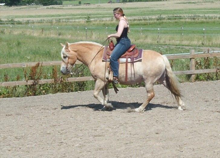 Haflinger Marco  - Sommer 2002... lidt tyk da han ikke har været redet så meget denne sommer, men bare guffet græs.  billede 10