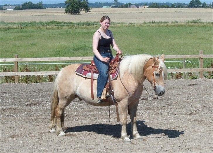 Haflinger Marco  billede 11