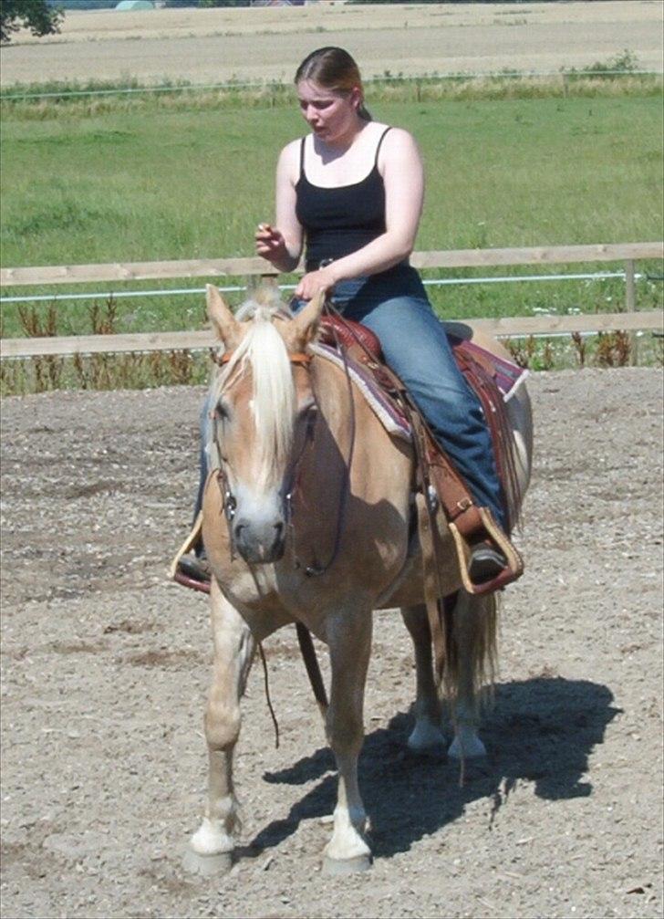 Haflinger Marco  billede 12