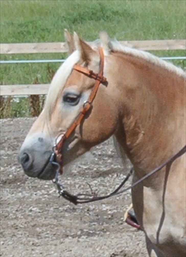 Haflinger Marco  billede 13