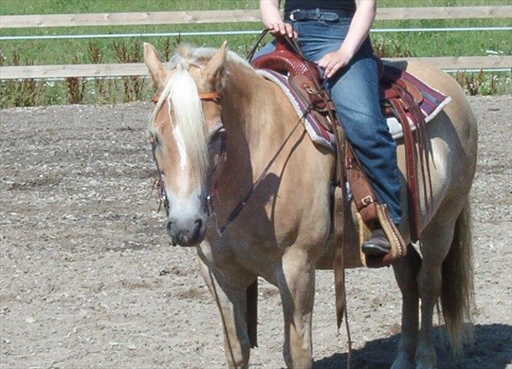 Haflinger Marco  billede 14