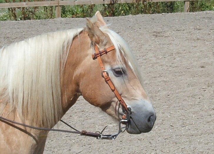 Haflinger Marco  billede 15