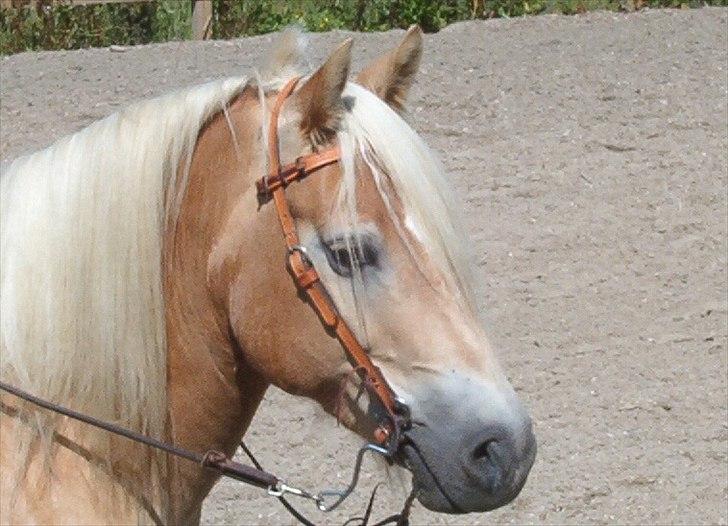 Haflinger Marco  billede 16