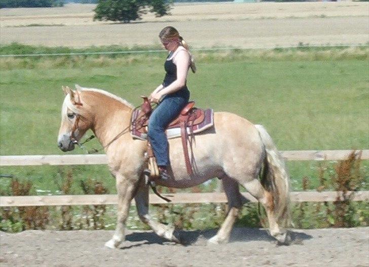 Haflinger Marco  billede 17