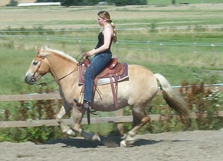 Haflinger Marco  billede 18