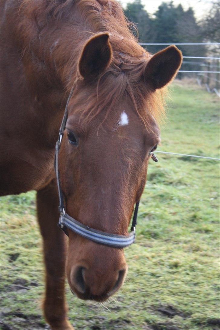 Anden særlig race Sensor-*R.I.P-13/04-2011* billede 15