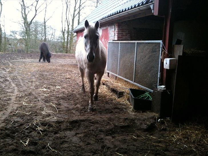 Mustang (Mexican Mustang) Artax - Artie har set mig <3 billede 16