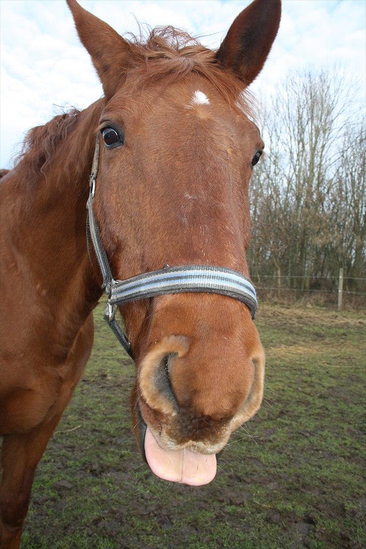 Anden særlig race Sensor-*R.I.P-13/04-2011* - sensor er liiiidt skør. billede 17