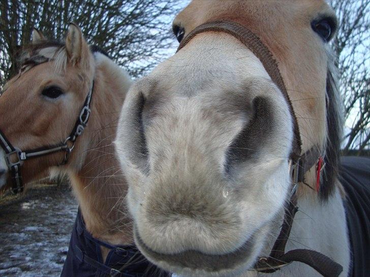 Fjordhest Bessie - Bessie vinter dag med en lille kladt snot på Mulen hvis i ser godt efter :-) billede 14