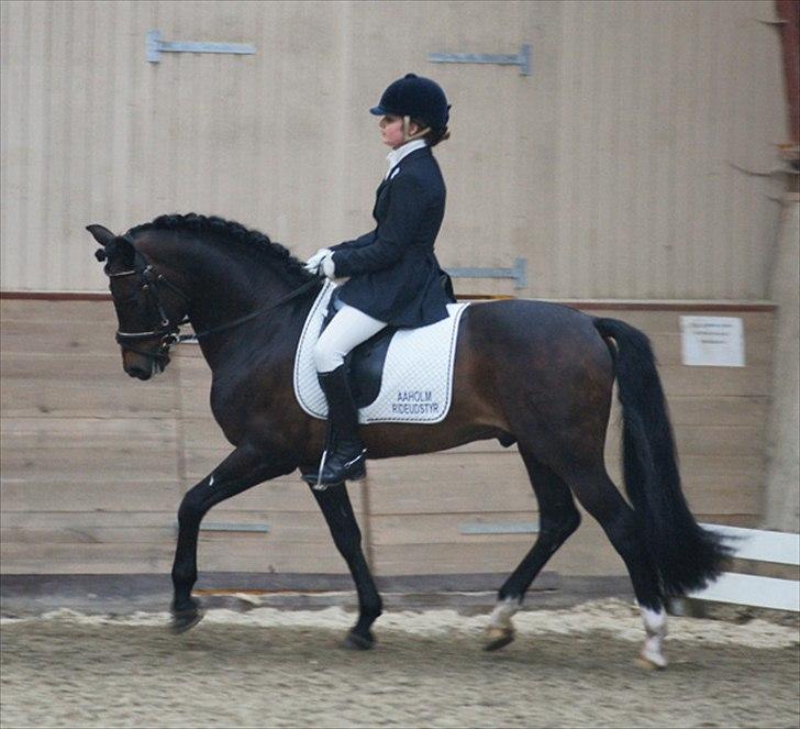 New Forest Mister Malthe ELITEHINGST - Første stævne - Birkerød LA4. Taget af Lene Thaulow billede 2