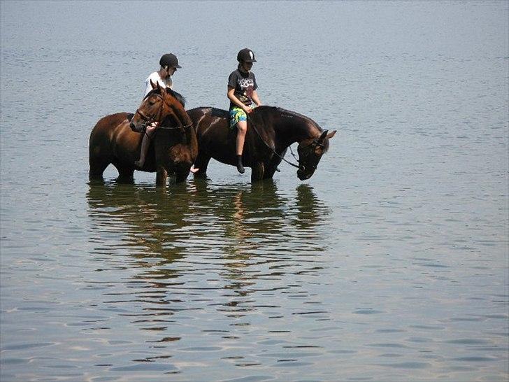 Anden særlig race Ivoire Gede RIP billede 7