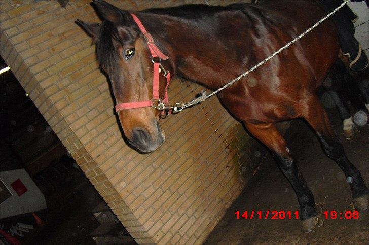 Standardbred Sofie The Great - Hvis intet varer evigt - så er vi det intet, som vare for evigt <3 Sofie første gang jeg skulle op på hende:) billede 2