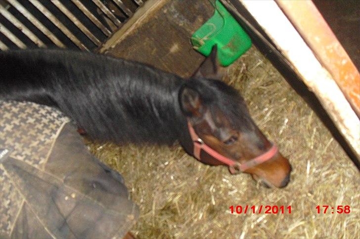 Standardbred Sofie The Great - If you can dream it, you can do it <3 billede 4