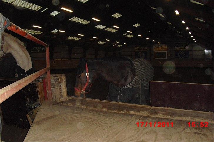Standardbred Sofie The Great - En dag tog jeg mig selv i at smile uden grund. Så indså jeg at det var fordi jeg tænkte på dig <3 billede 5