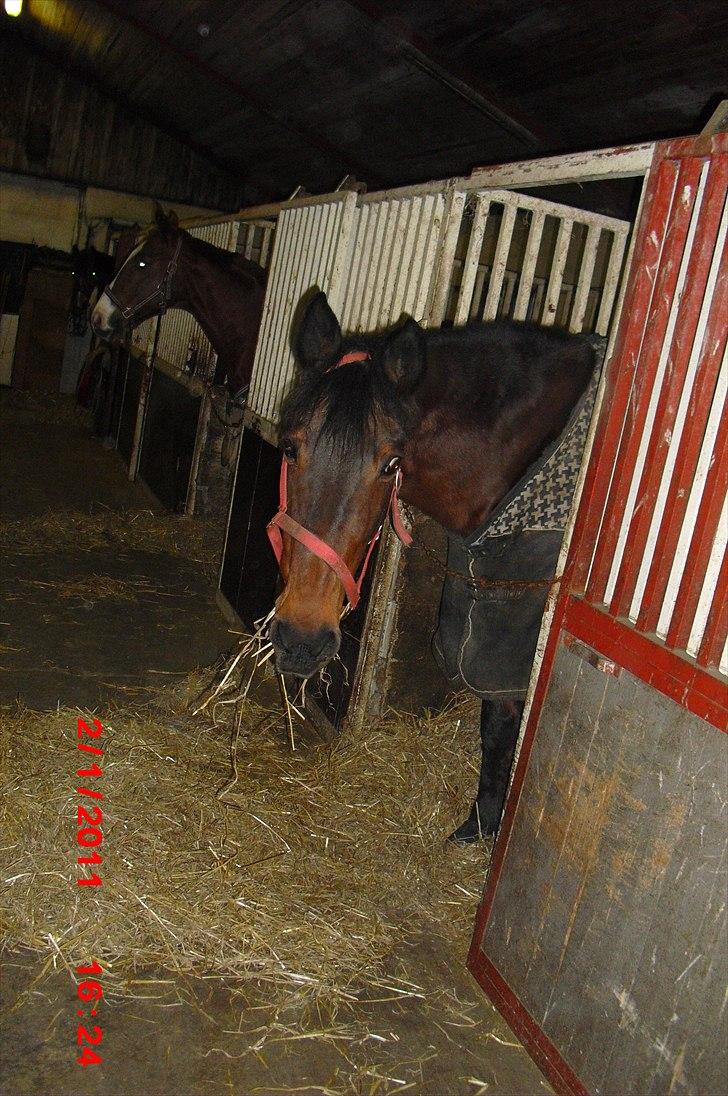 Standardbred Sofie The Great - Når verden vender rundt, er du mit vendepunkt <3 billede 7