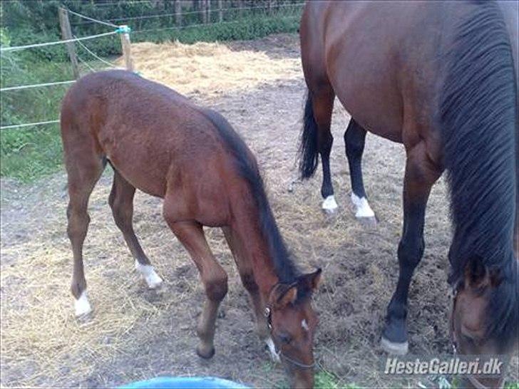 Standardbred Sofie The Great - sofie og artos billedet er placerte på artos så i også kunne få ham at se:) billede 9