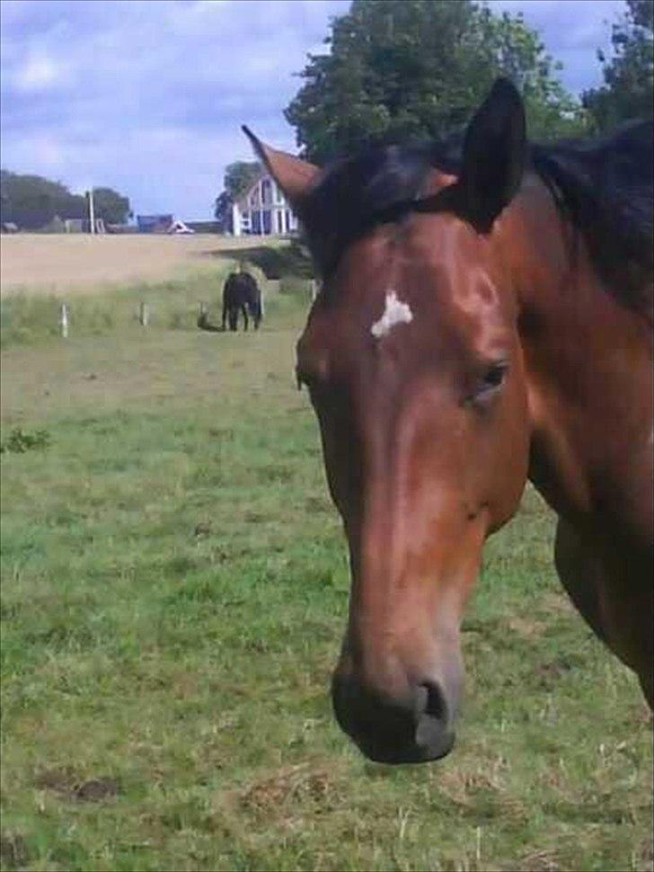 Dansk Varmblod Kanjo ! <3 billede 9