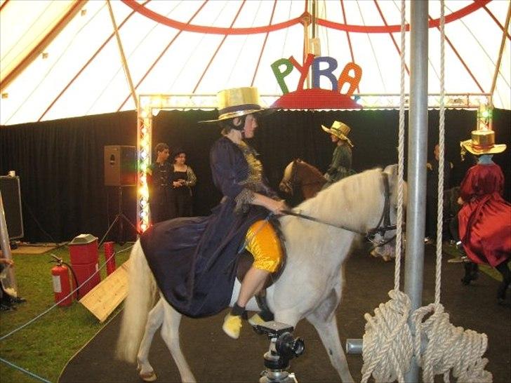 Welsh Mountain (sec A) Speedy (AFLIVET) billede 15