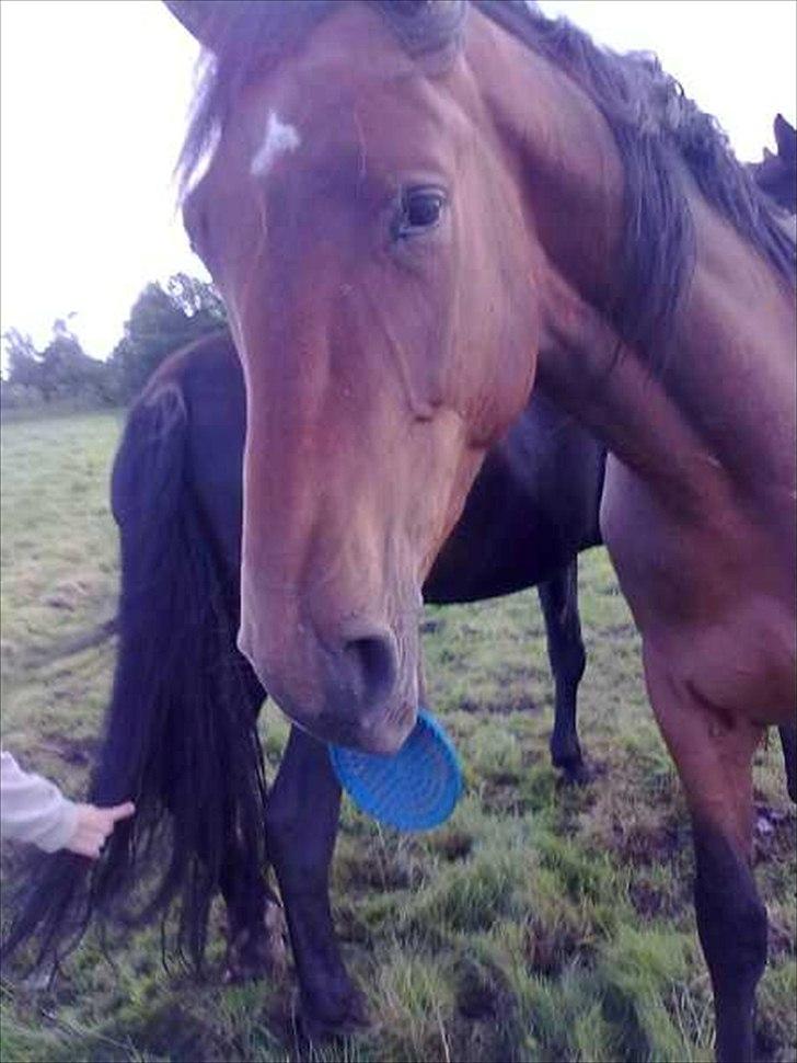 Dansk Varmblod Kanjo ! <3 billede 8