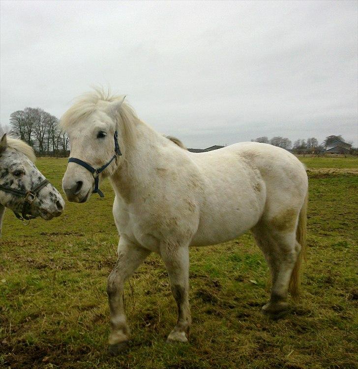 Anden særlig race Hannibal - Himmelhest - Hannibal´s første dag på folden, hilser forsigtigt på sine nye foldkammerater billede 1