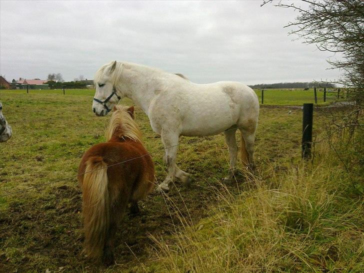 Anden særlig race Hannibal - Himmelhest - Uhu endnu en ny foldkammerat billede 2
