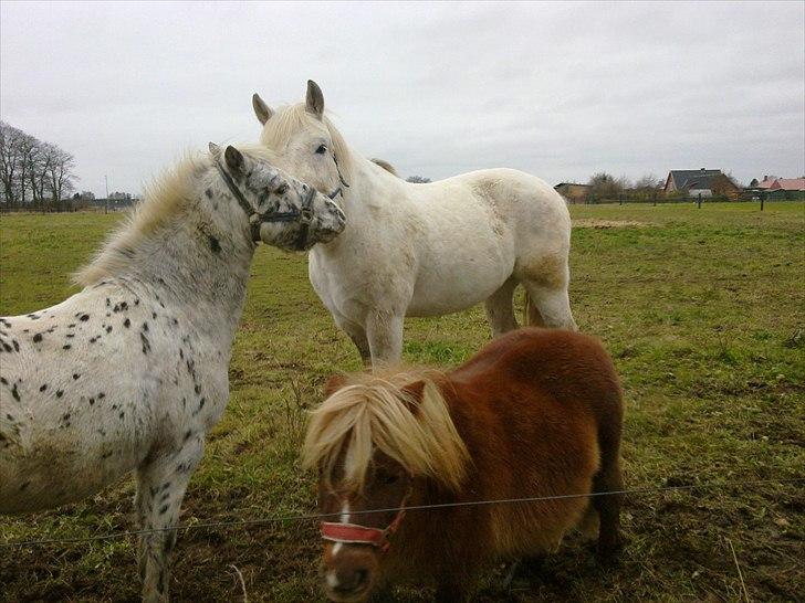 Anden særlig race Hannibal - Himmelhest - nå de virker nu meget søde billede 3