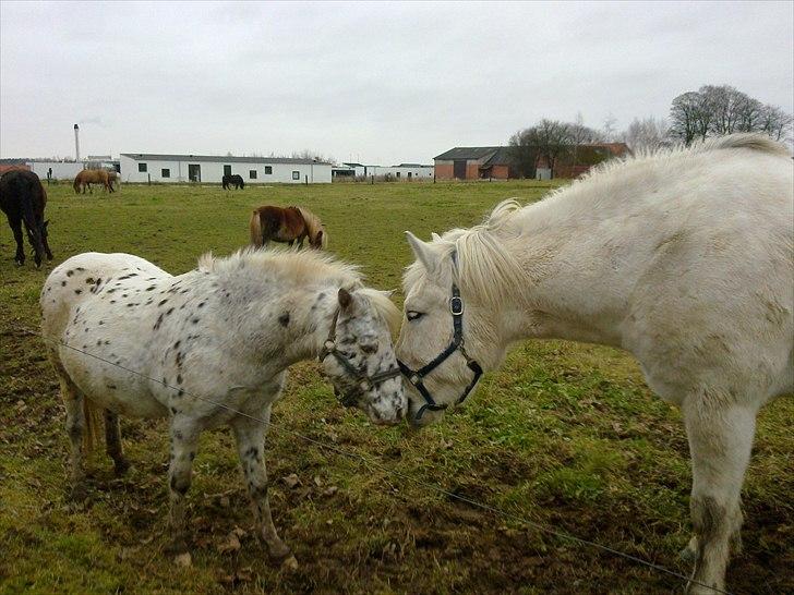 Anden særlig race Hannibal - Himmelhest - Ja de små er meget søde, men de store venter vi med billede 4