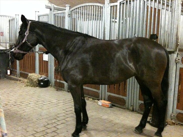 Tysk Oldenburger DUNJA - Himmelhest - Nyklippet billede 6