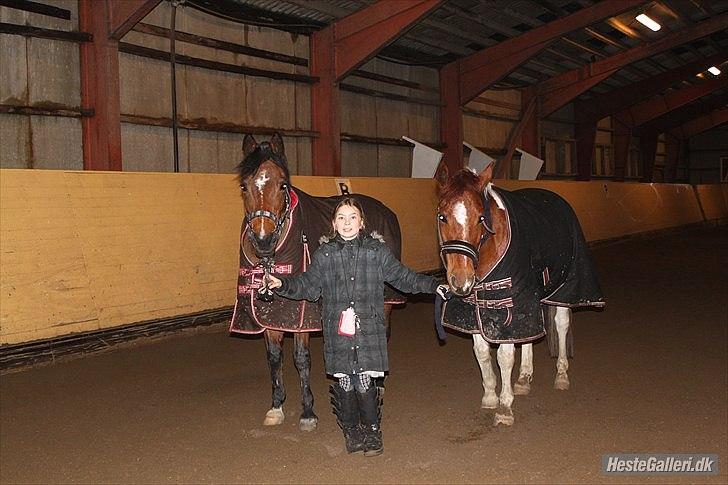 Arabisk fuldblod (OX) Rocky Mountain (Part) - Foto: LJ (Med DBR´s kamera) billede 7