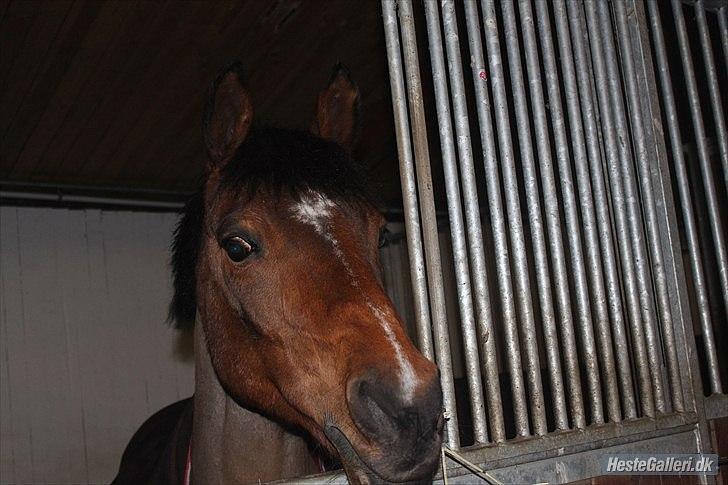 Arabisk fuldblod (OX) Rocky Mountain (Part) - Foto: LJ (Med DBR´s kamera) billede 14