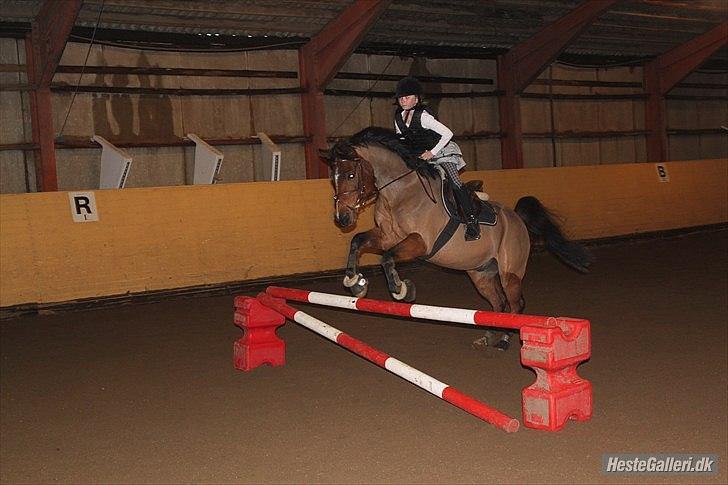 Arabisk fuldblod (OX) Rocky Mountain (Part) - Foto: DBR billede 15