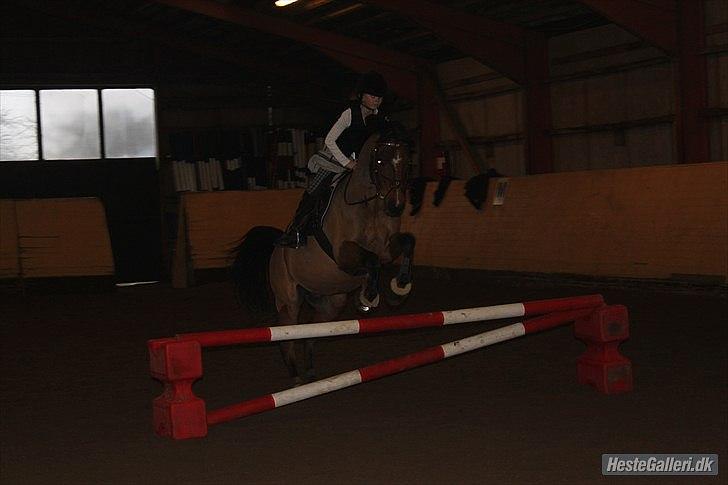 Arabisk fuldblod (OX) Rocky Mountain (Part) - Foto: DBR billede 17