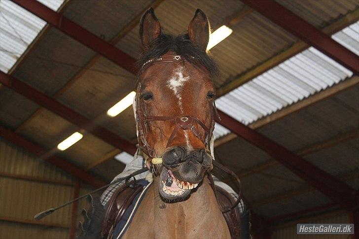 Arabisk fuldblod (OX) Rocky Mountain (Part) - Foto: DBR billede 19