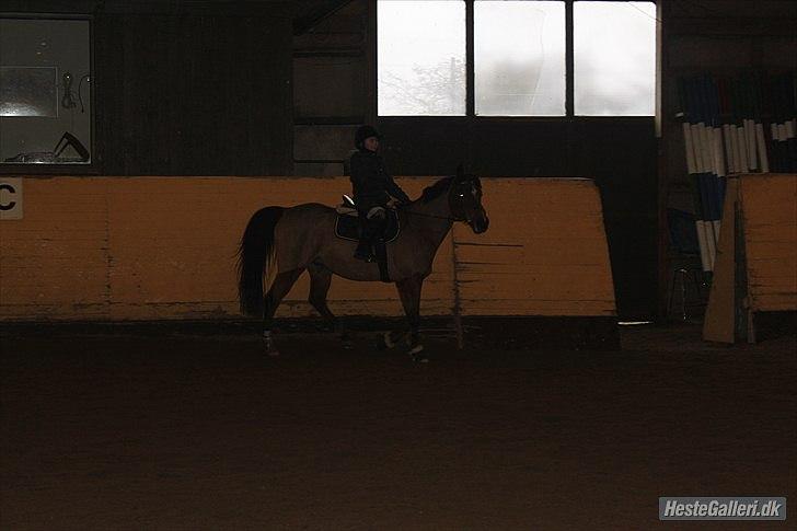 Arabisk fuldblod (OX) Rocky Mountain (Part) - Foto: DBR billede 20