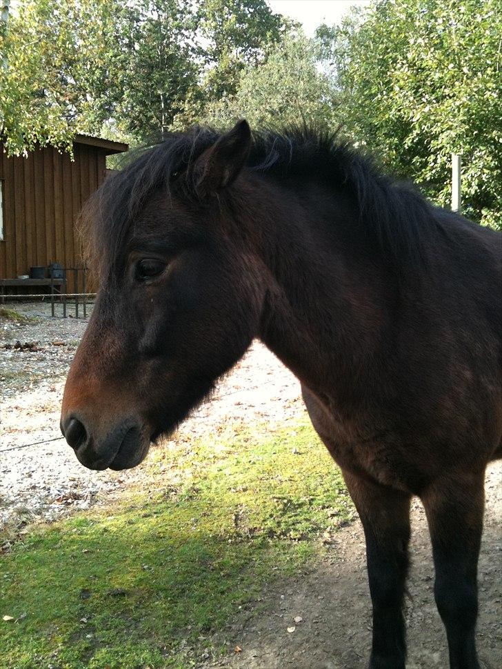 Islænder Bersi billede 7