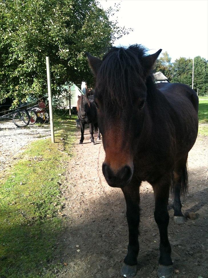 Islænder Bersi billede 8