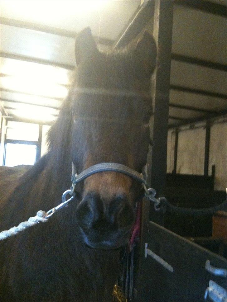 Islænder Bersi billede 9