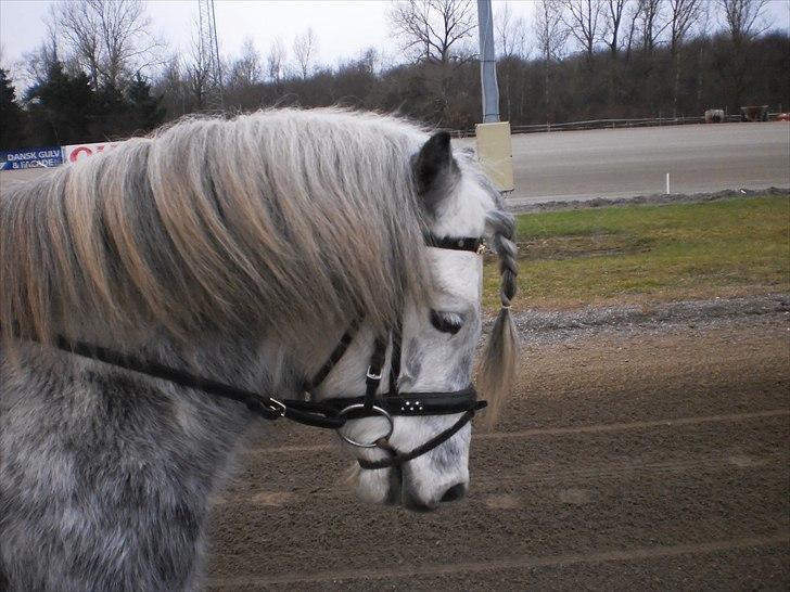 Welsh Pony (sec B) Nappemarkens Porsche - Så lækker er han.. :D billede 14