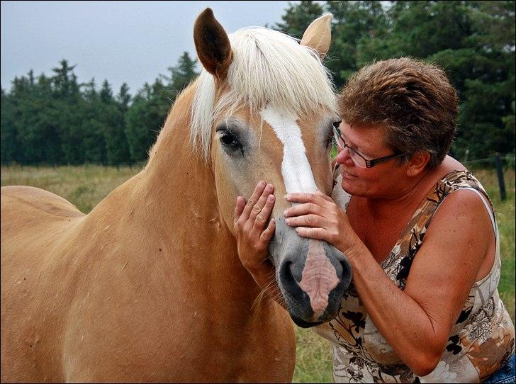 Haflinger GRYNET - Sommer 2010 billede 16