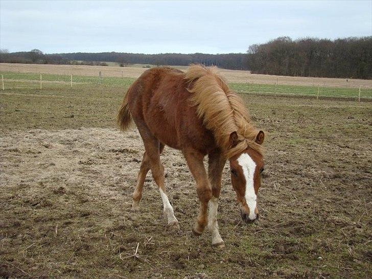 Pinto Well Done billede 14