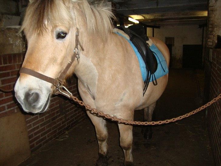 Fjordhest Tyler (tidl part) - nu med nyt lyseblåt underlag :) billede 10