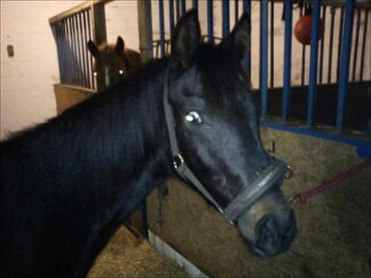 Anden særlig race Annabell billede 16