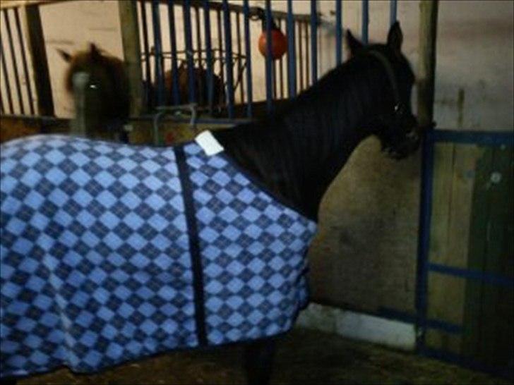 Anden særlig race Annabell - Så prøvede Annabell at få et dækken på også. D 9/2-2011 billede 17