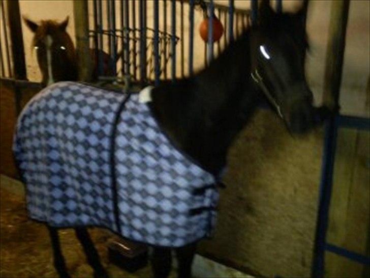 Anden særlig race Annabell billede 18