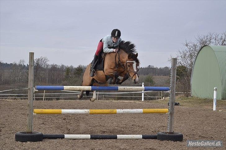 Anden særlig race SCT. Hans Solgt savnet <3 - smukke han sidste dag med ham 
 billede 2