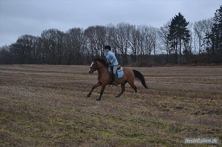 Anden særlig race SCT. Hans Solgt savnet <3 - hehe det var fedt billed: *MND-PHOTO*  billede 3