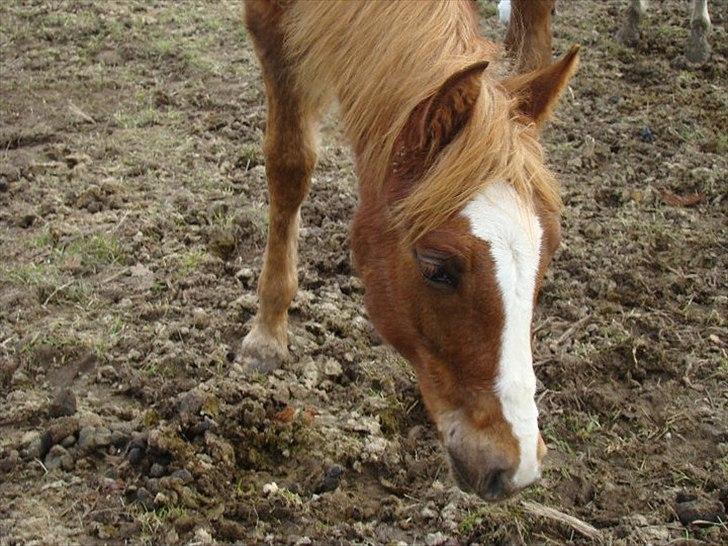 Pinto Well Done billede 15