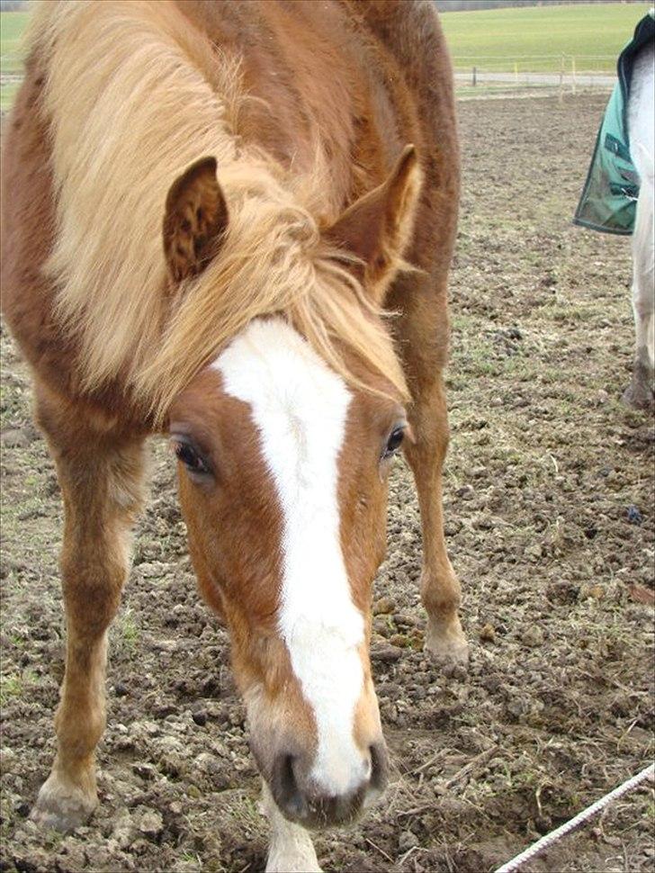 Pinto Well Done billede 16