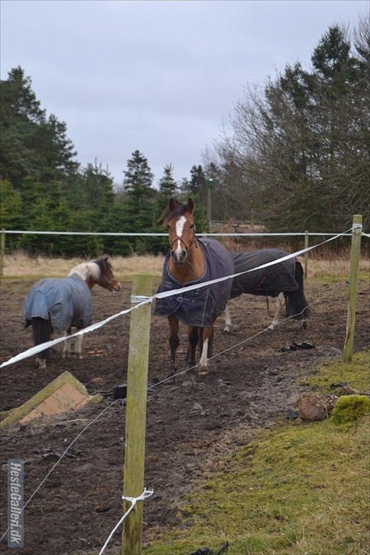 Anden særlig race SCT. Hans Solgt savnet <3 - hans ville ind :)  billed: *MND-PHOTO*  billede 6